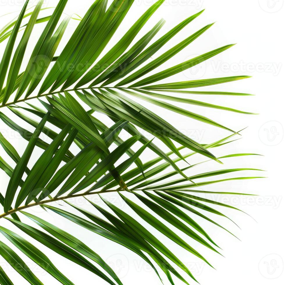Vibrant green palm leaves creating tropical paradise backdrop photo