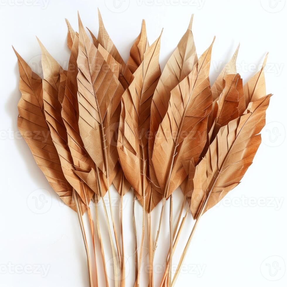 Dried palm leaves showing intricate veins and stems forming a fan shape on white background photo