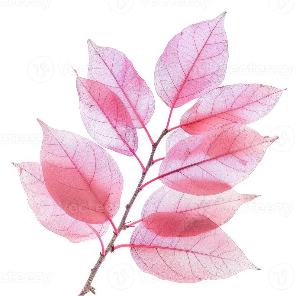Pink skeleton leaves showing veins on white background photo