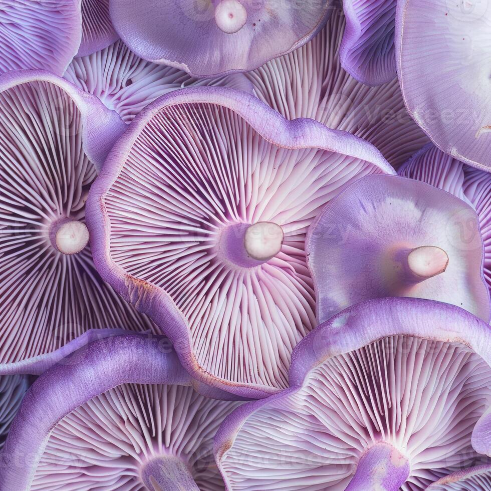 Group of purple mushrooms showing gills and stems in a close up view photo