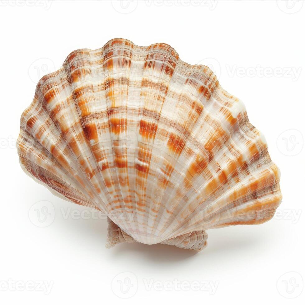 Seashell with orange stripes resting on white background photo