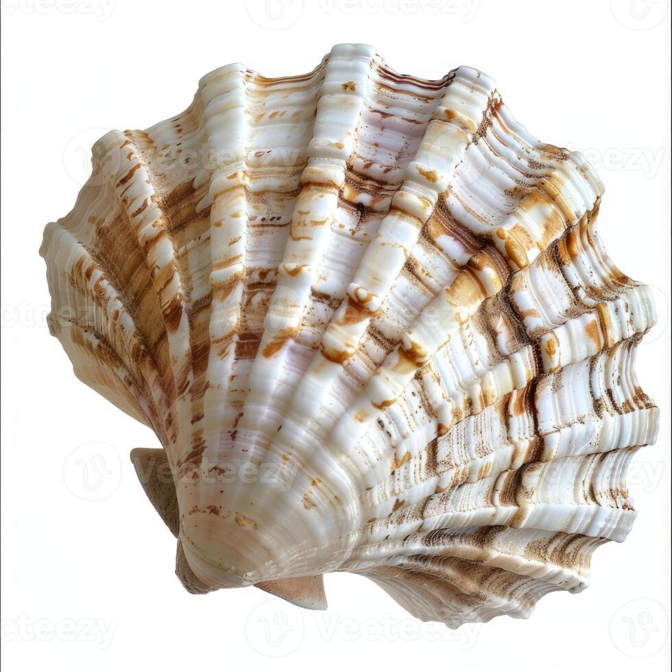 Empty seashell showing brown and white stripes on white background photo