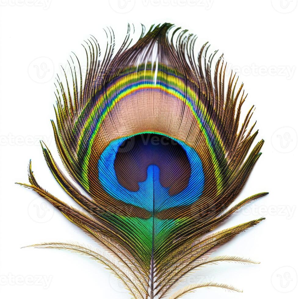 Vibrant peacock feather showing intricate colors and patterns on white background photo