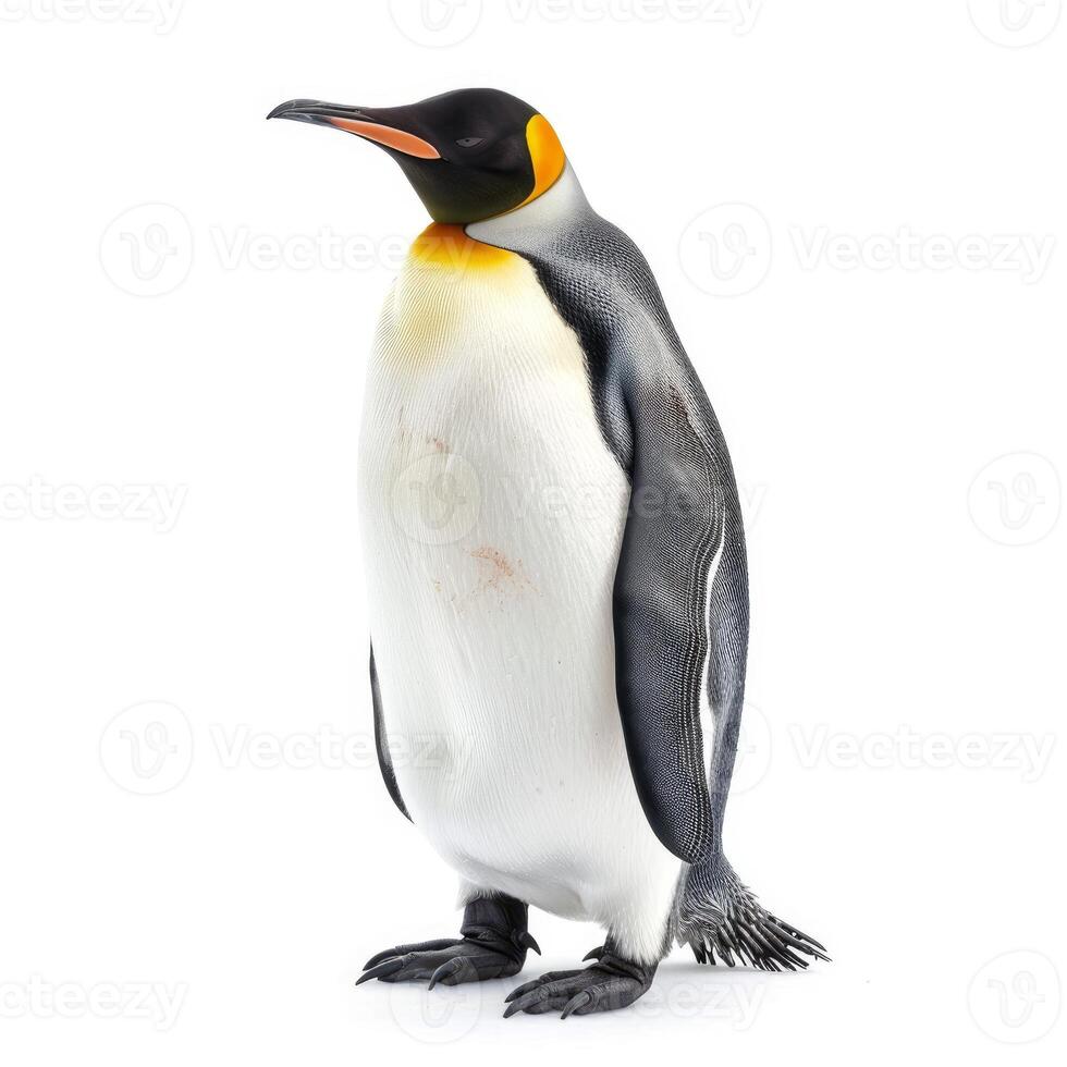 King penguin standing on white background photo