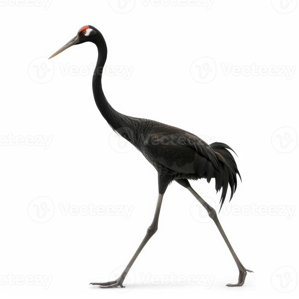 Black necked crane walking on white background photo