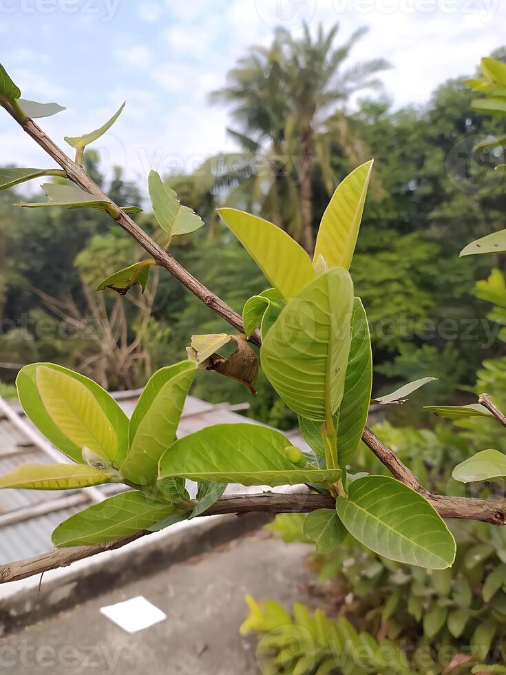 Nice guava buds photo