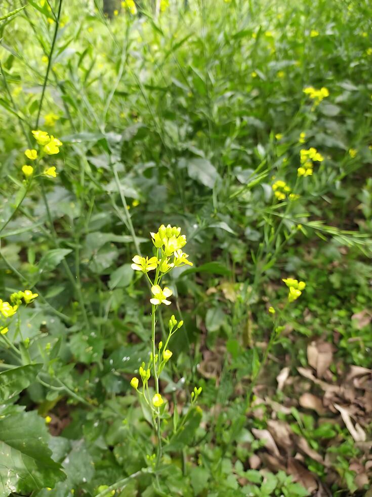 Beautiful Mustard flower photo