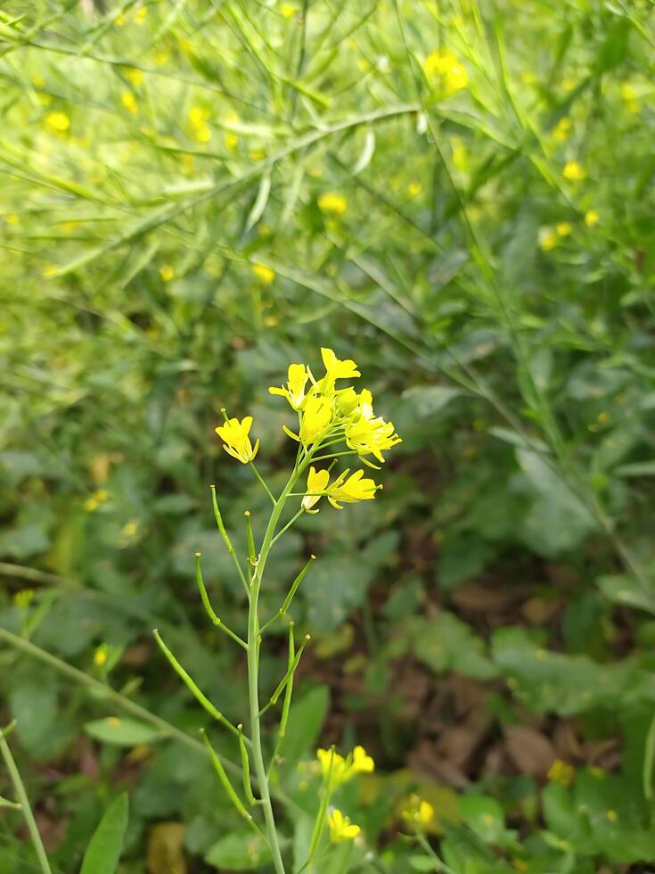 Amazing Mustard flower photo