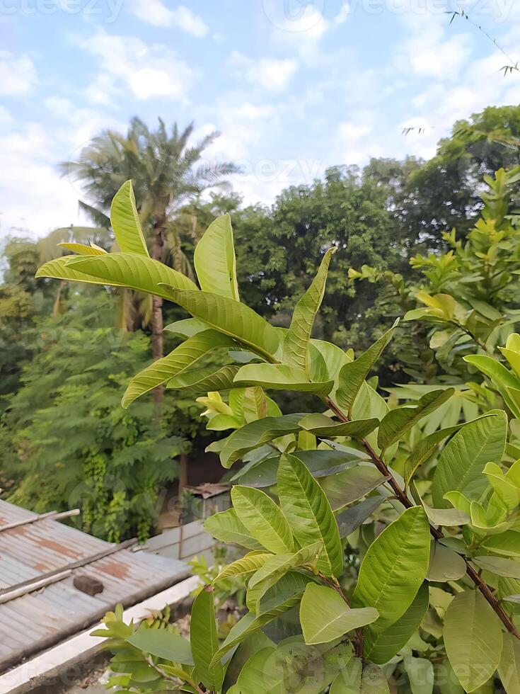 beautiful guava leaf photo