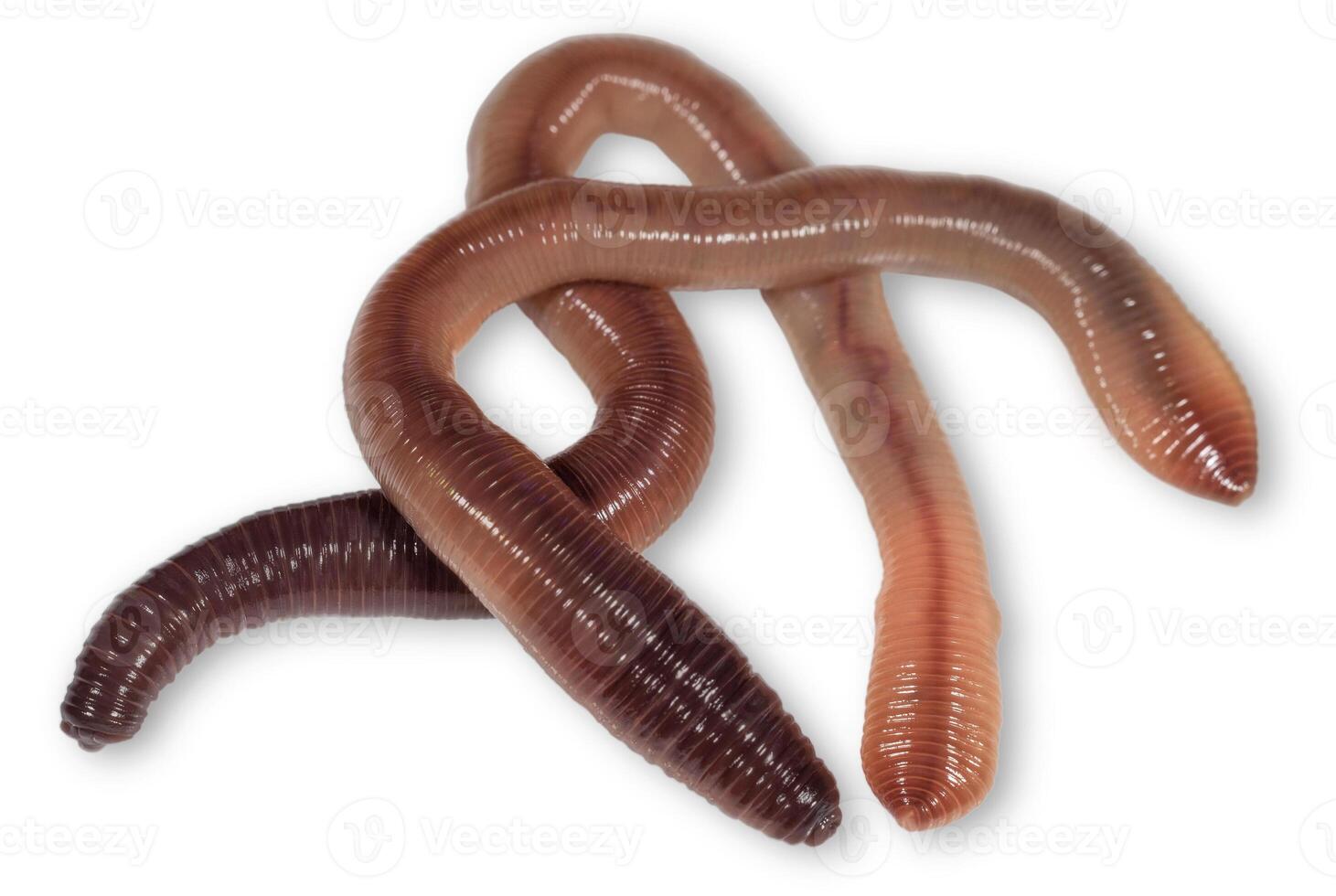 Wet earthworms on a white surface. Animals and insects photo