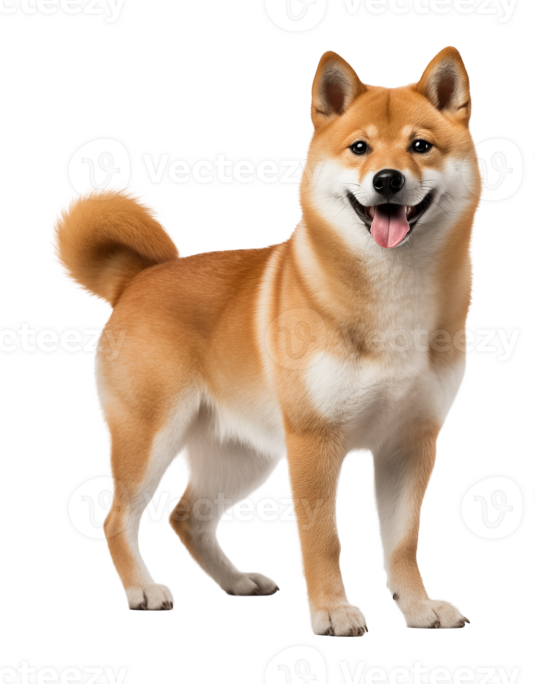 Shiba Inu Standing Isolated on Transparent Background png