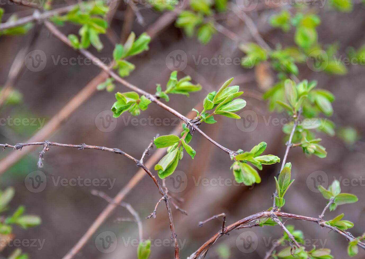 Fresh honeysuckle sprouts with tender green leaves on thin branches in early spring, captured in the Far East of Russia, with a soft blurred background photo
