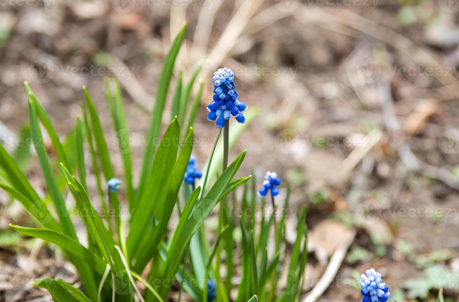 Close up of blooming grape hyacinth Muscari with vibrant blue flowers in a garden setting photo