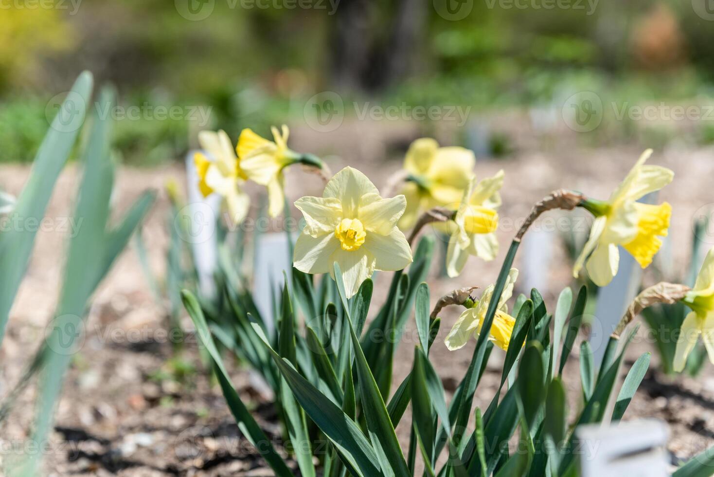 Blooming daffodils with vibrant yellow petals and green stems in a sunny spring garden. The flowers are in full bloom, surrounded by fresh greenery and soil photo