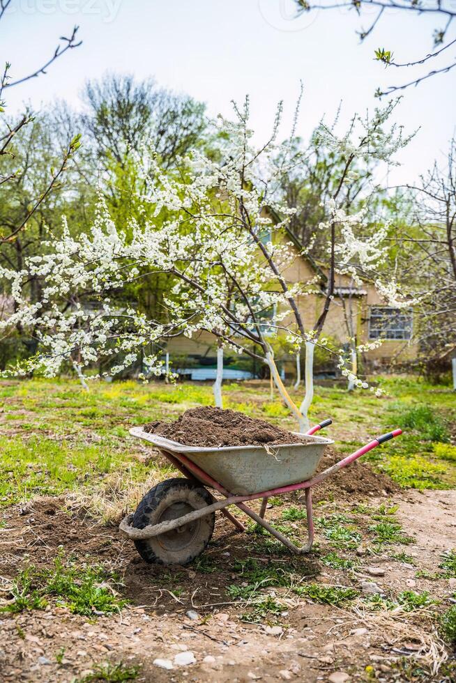 A wheelbarrow with soil and manure for fertilizing garden beds in spring. Blooming cherry or plum tree in the background. Represents gardening work and beginnings photo