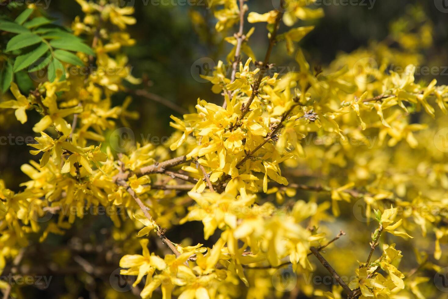 Forsythia Golden Times, a vibrant yellow-flowering shrub from the Oleaceae family, blooms brightly in spring, adding charm to gardens and landscapes photo