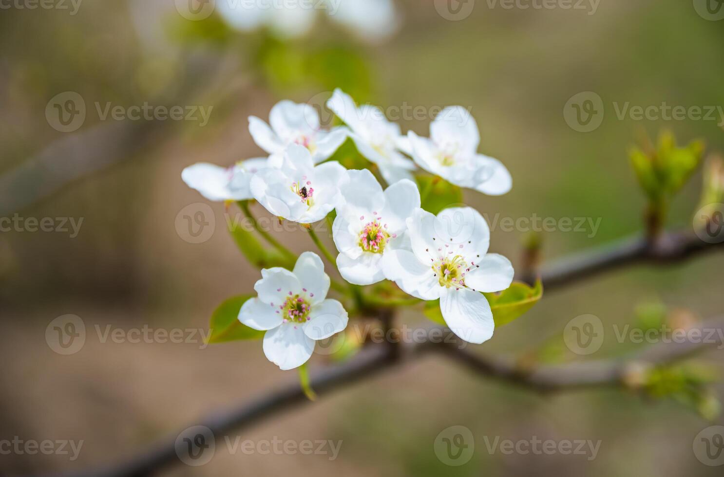 Delicate white pear blossoms with green leaves on a branch, set against a soft, blurred background. A closeup captures the natural beauty of springtime blooming photo