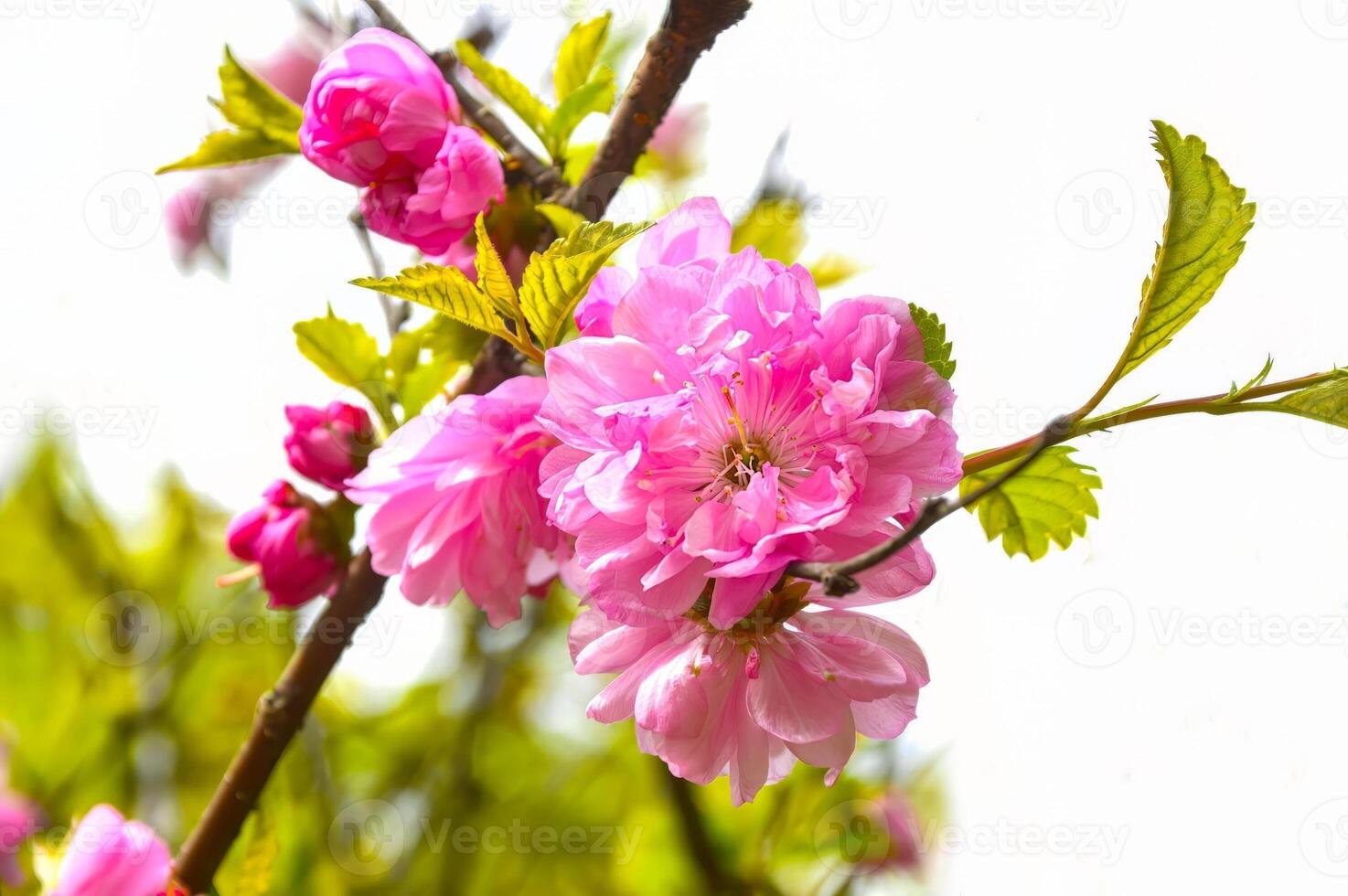 Branch of blossoming sakura growing under sunlight in the Primorsky krai in spring. photo