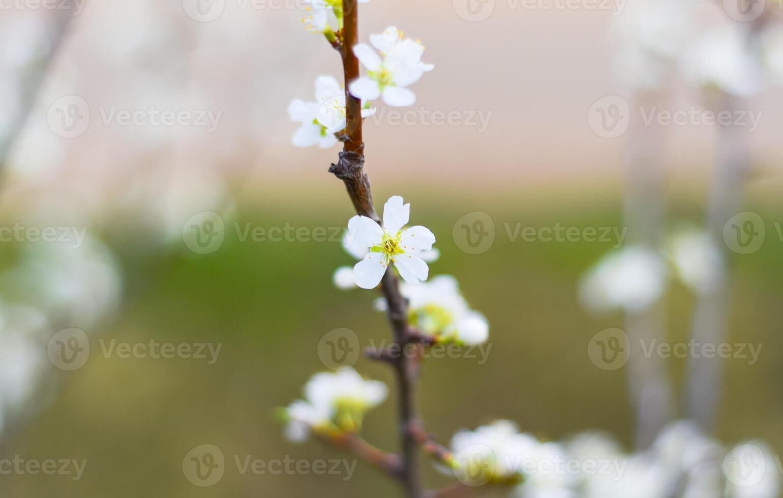 Apple tree flowers on a spring day. photo
