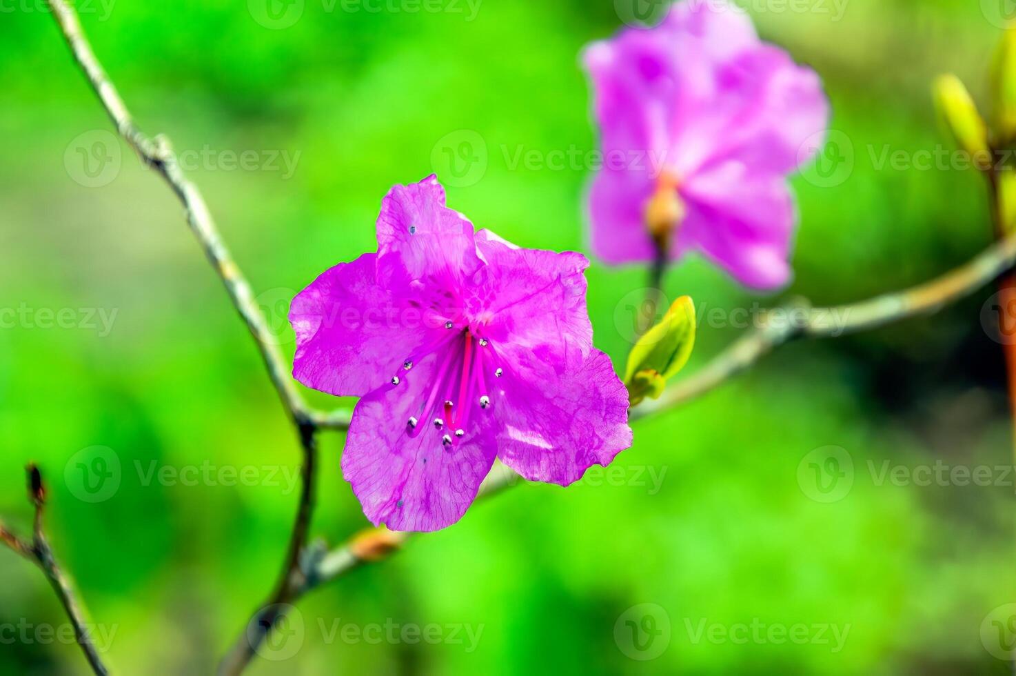 Rhododendron sichotense in Primorsky krai, Far East Russia. Type of Rhododendron growing in Russia. photo