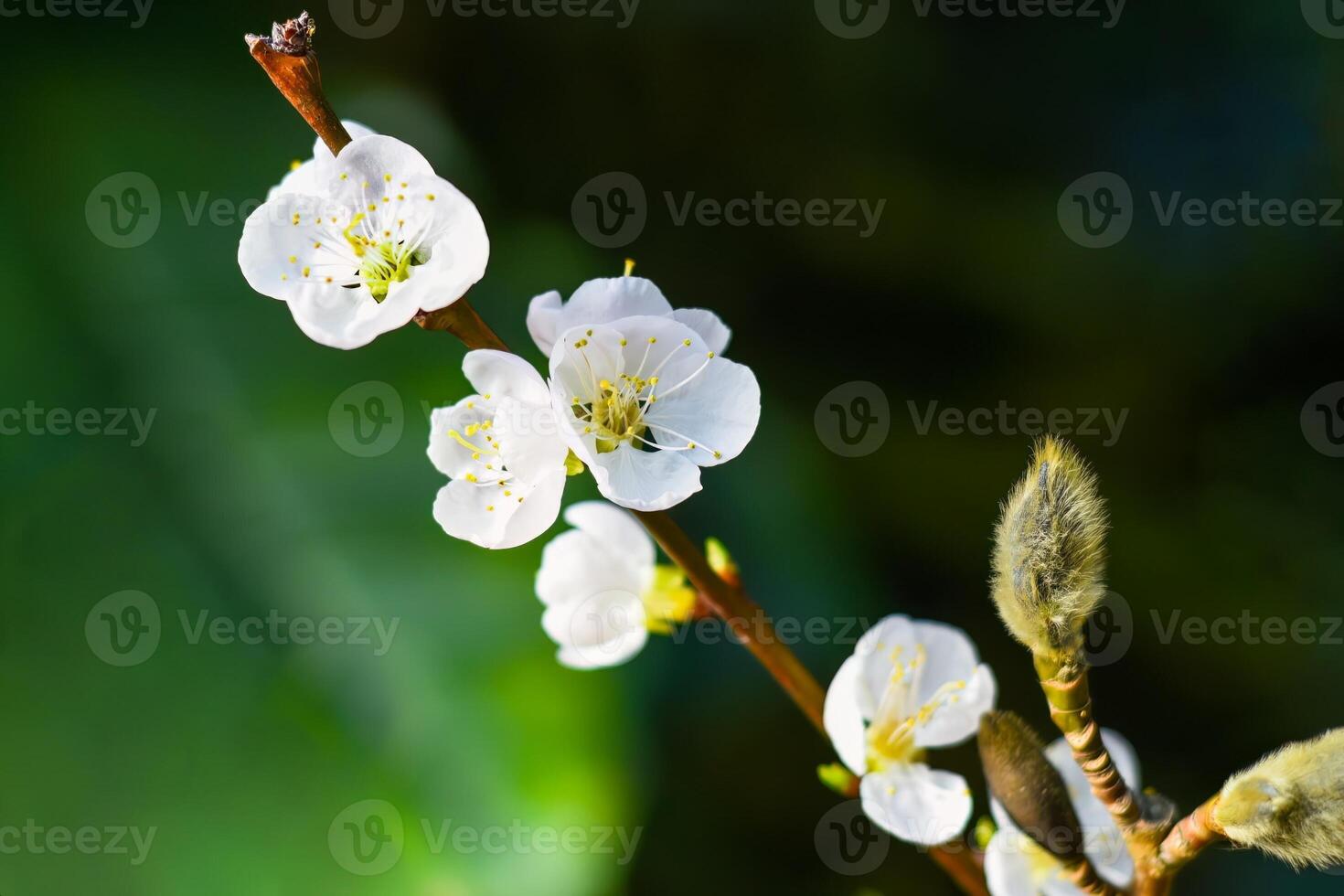 Blossoming cherry branch on green background. springtime photo