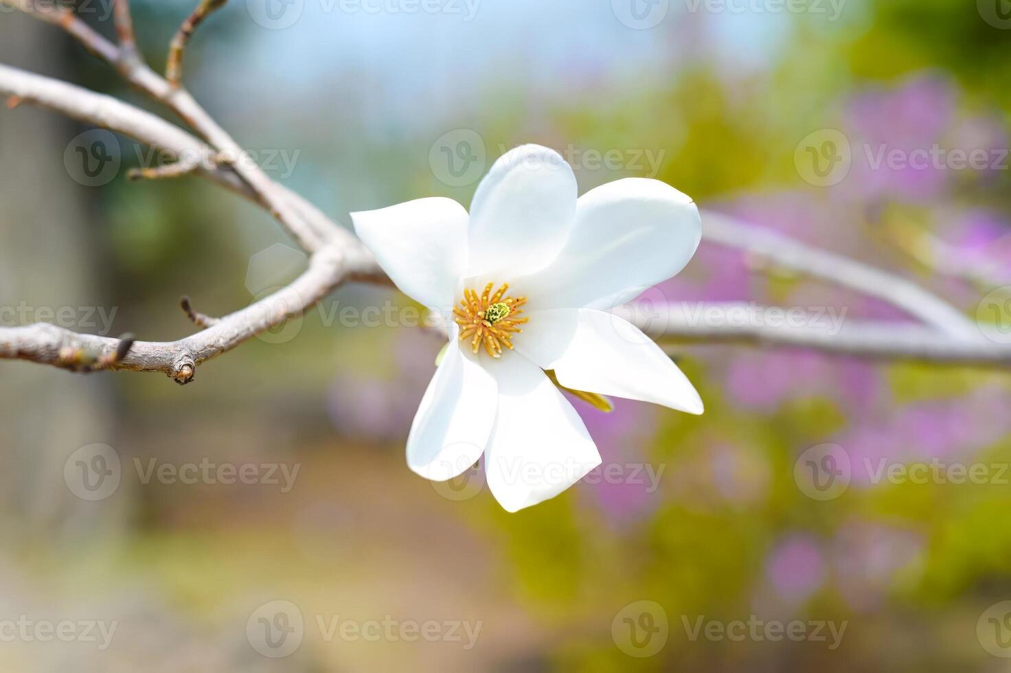 Magnolia kobus mokryeon, blossoming in Far East of Russia in spring photo
