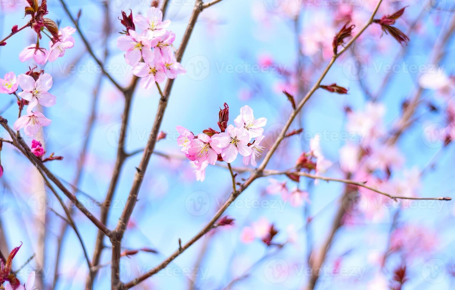 Sakura flowers against blue background,Russian Far East photo