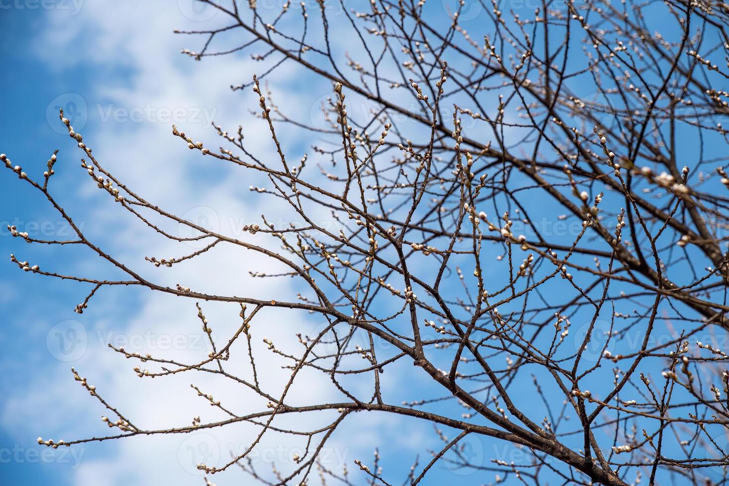 willow with furry catkins in early spring. photo
