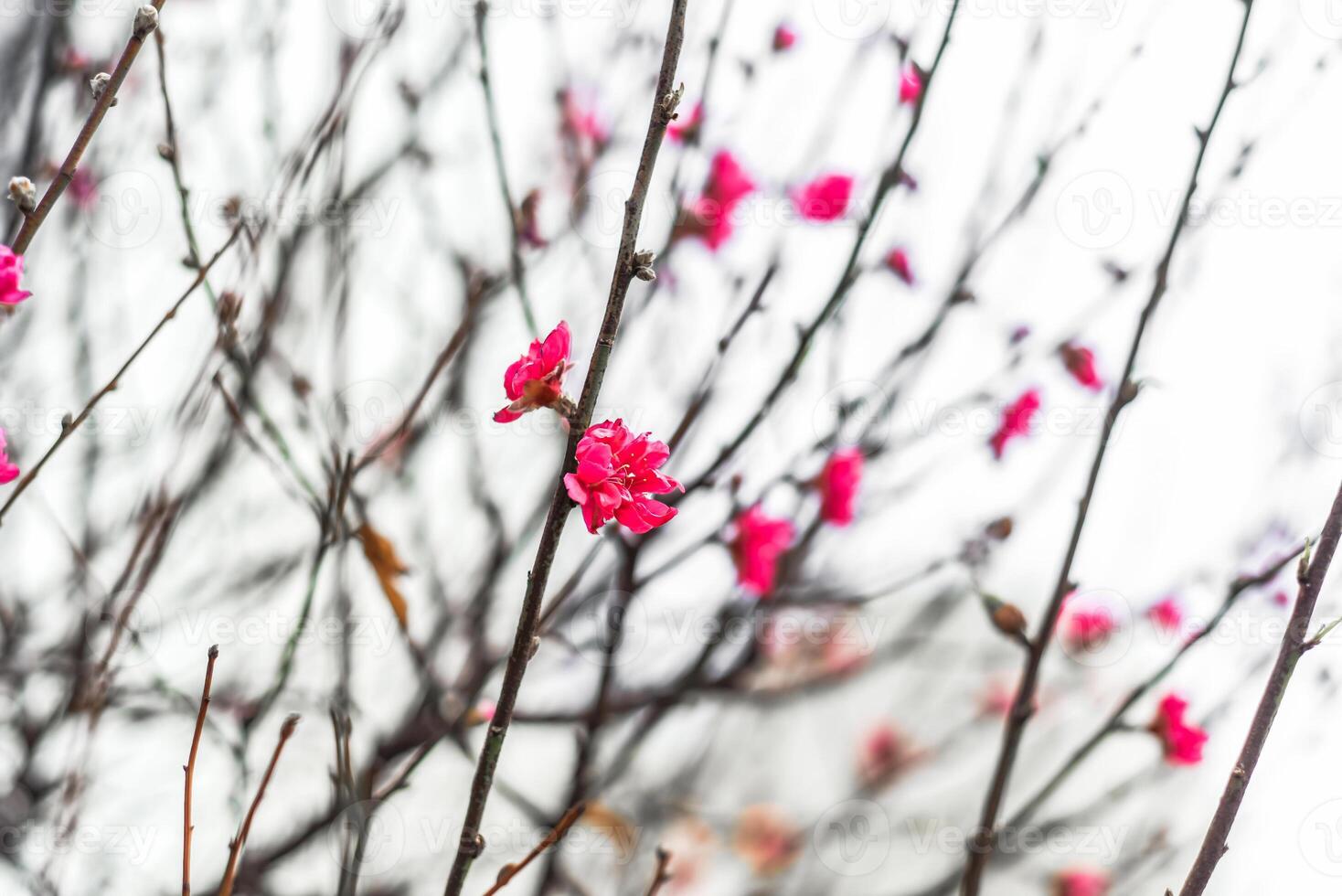 First flowers of sakura tree growing in Vietnam photo