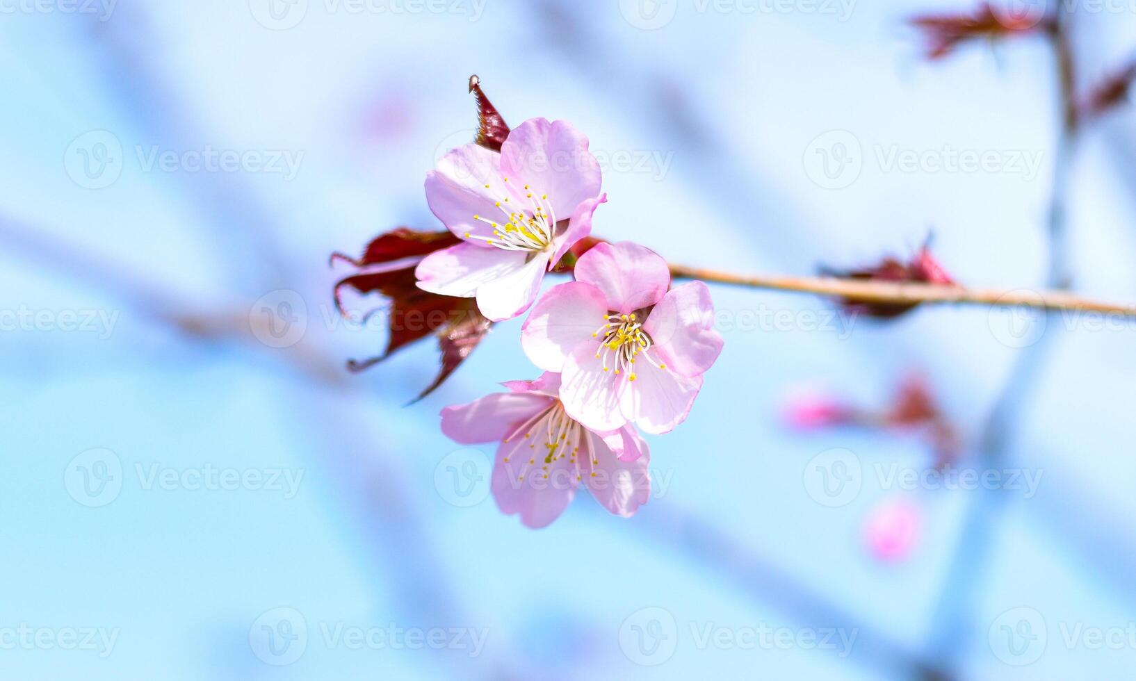 Sakura flowers against blue background. Russian Far East in spring photo