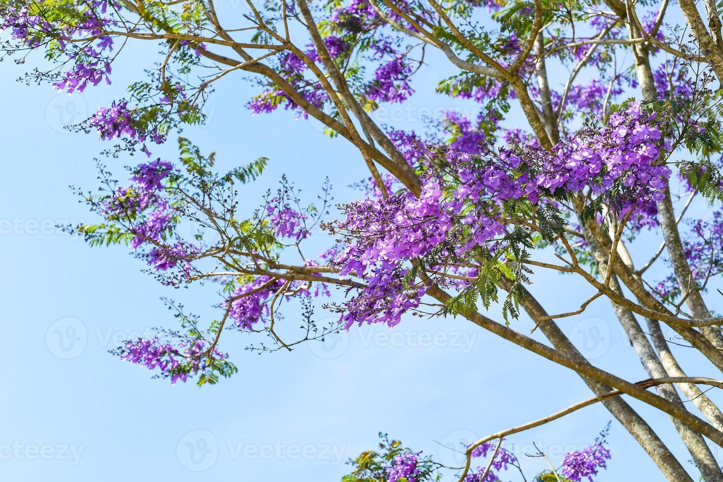 Branch of Jacaranda tree growing against blue sky in Da Lat Vietnam in spring photo