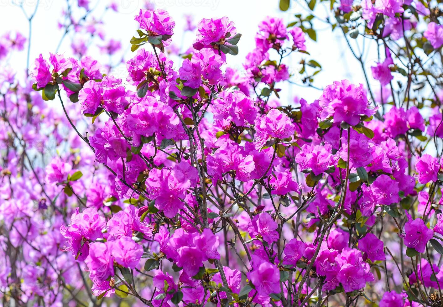 Rhododendron mucronulatum growing in Russia in spring photo