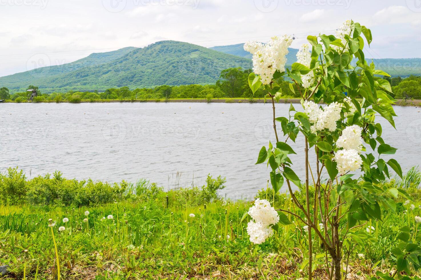 Flowering bush of white lilac on the background of a pond, grass and mountains photo