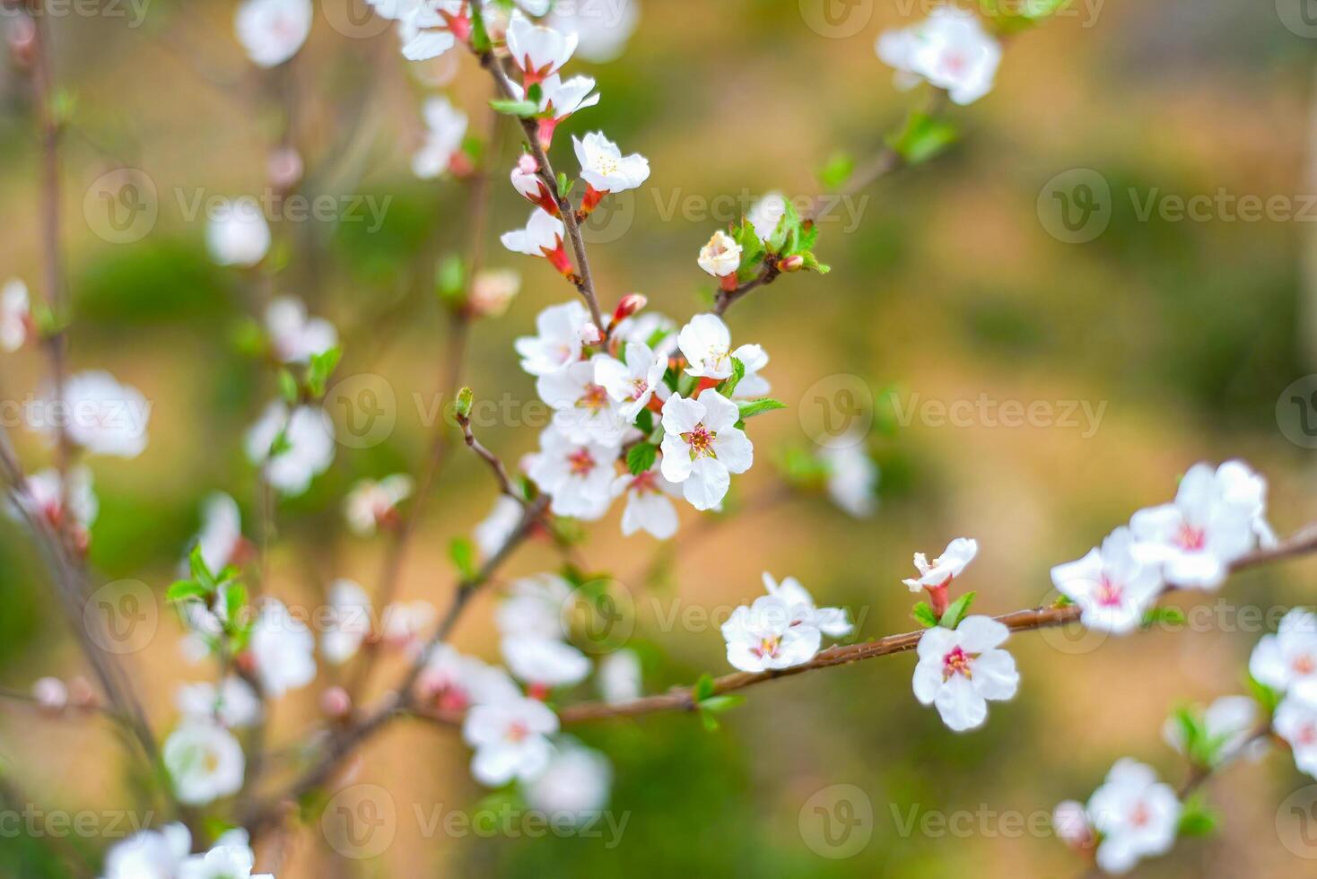 Blooming branch of cherry tree background. Springtime in Far East photo
