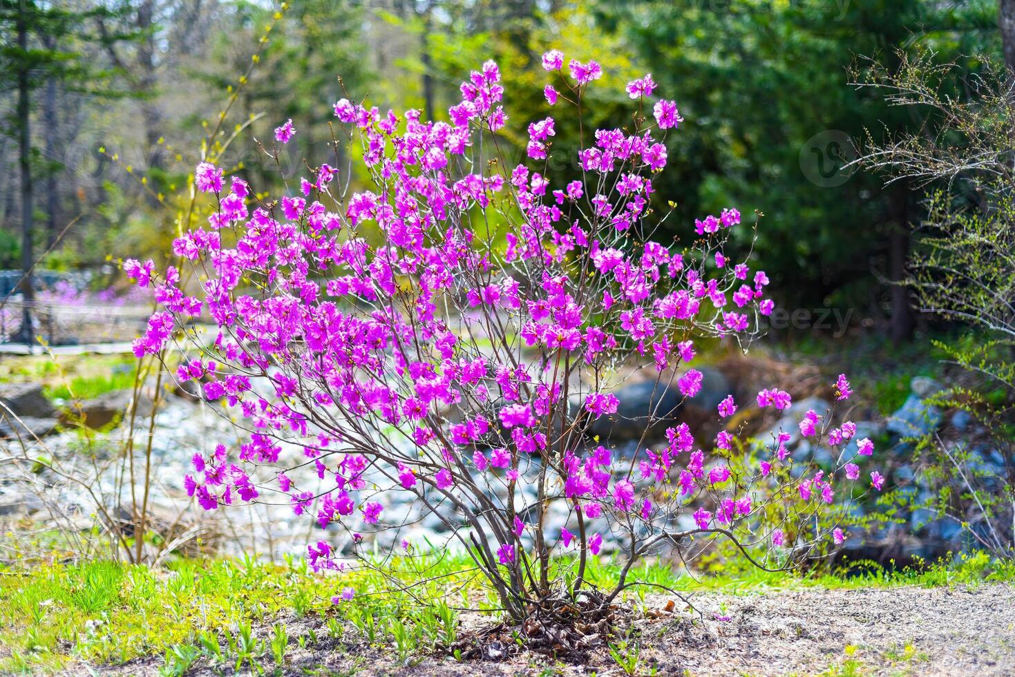 Rhododendron mucronulatum growing in Far East. photo