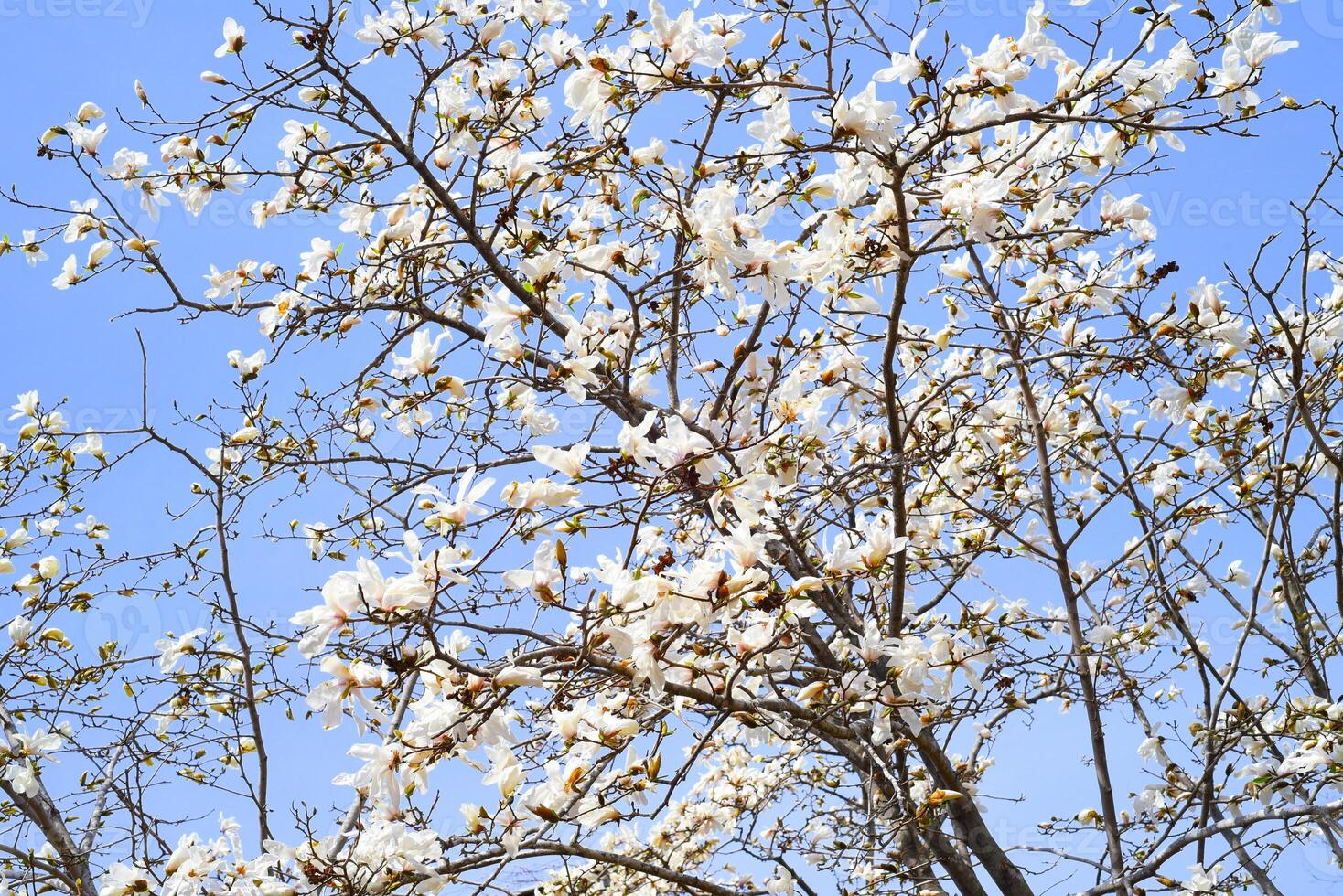 Magnolia kobus mokryeon blossoming in Far East of Russia in spring photo