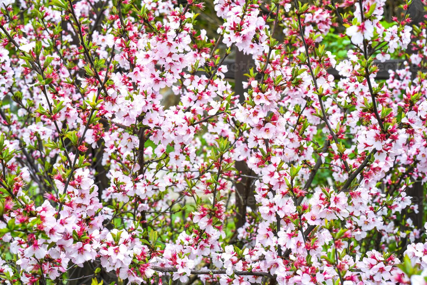 Blooming branch of cherry tree background. photo