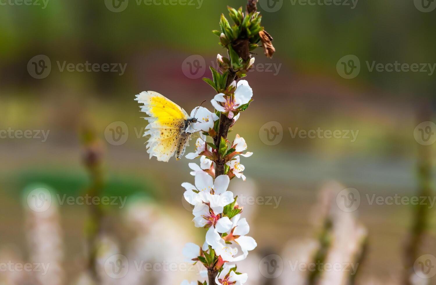 A vibrant yellow butterfly, from the Pieridae family Colias or Eurema genus, rests on blooming cherry blossoms in a spring garden with a blurred natural background photo