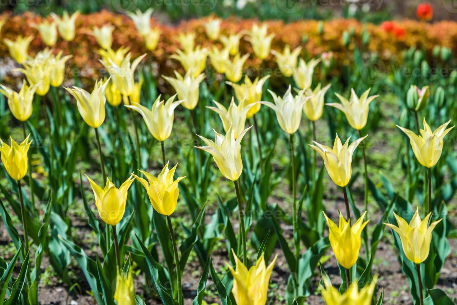 Yellow Lily-flowered tulips blooming in a vibrant spring flowerbed. Their pointed petals and elegant shape create a postcard-perfect scene with a colorful background photo