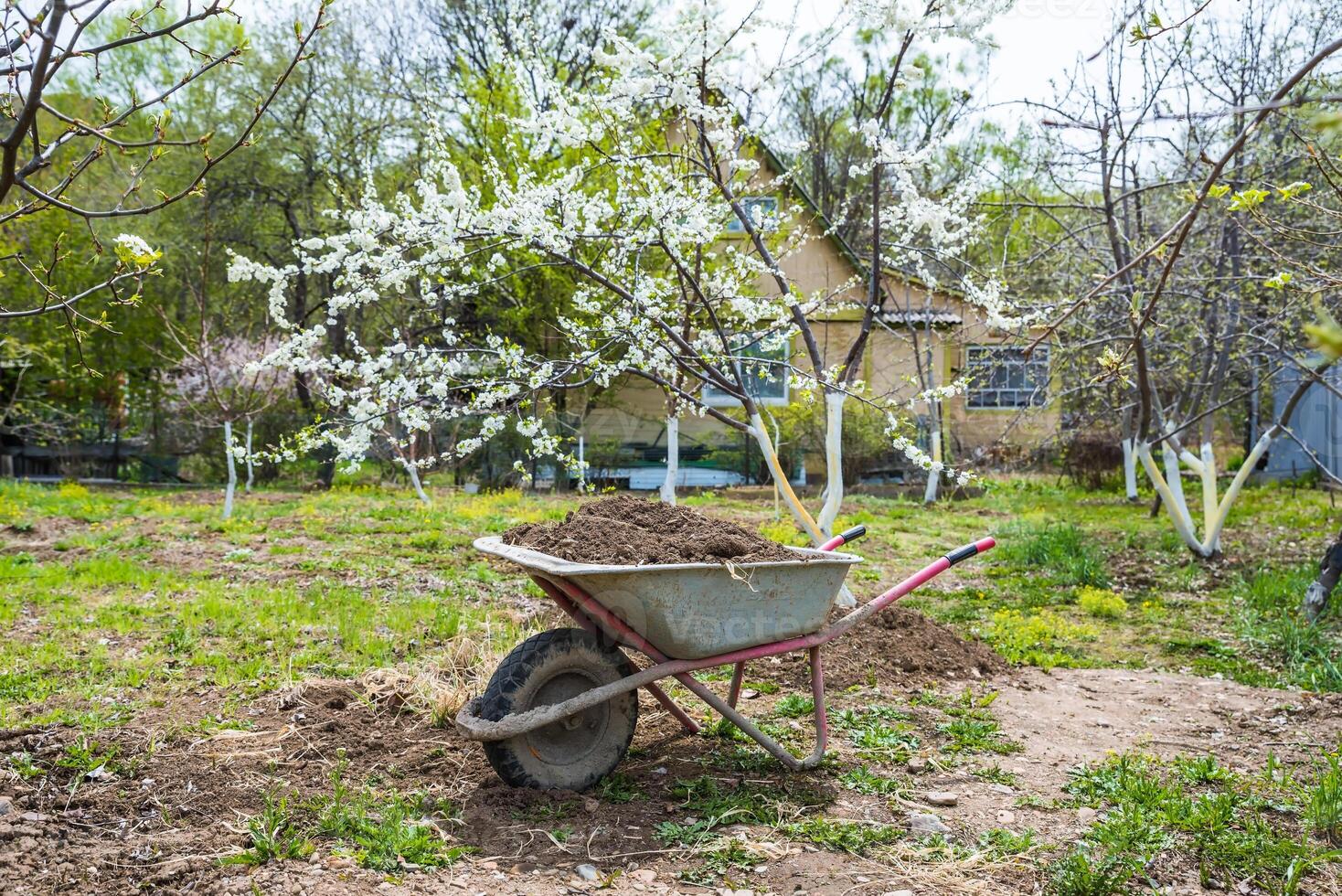 A garden wheelbarrow filled with soil and manure for spring fertilizing stands under a blooming tree in a green garden. A rural house is visible in the background photo