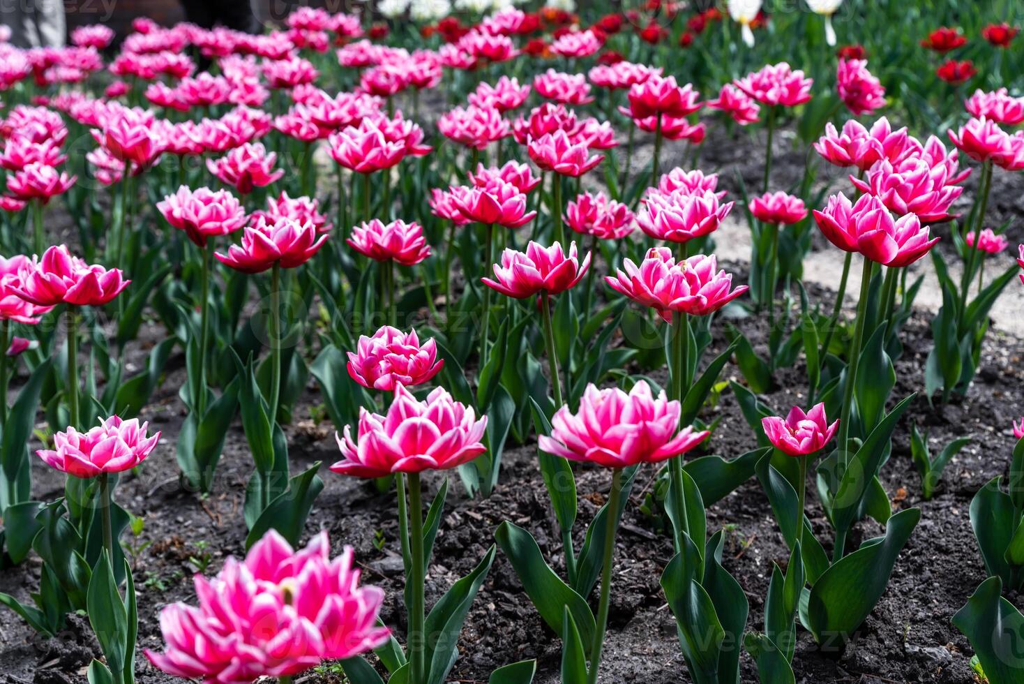 A vibrant flower Tulip in full bloom, showcasing its intricate petals and rich colors, set against lush green foliage, epitomizing natural beauty photo
