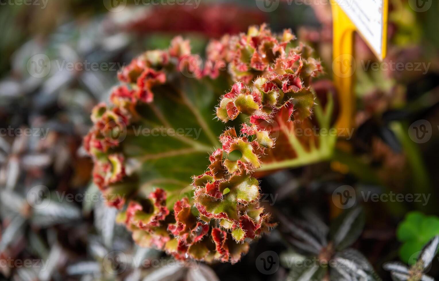 Close-up of Pilea spruceana Silver Tree with its distinctive silver and green leaves accented by a red margin, showcasing its ornamental beauty photo