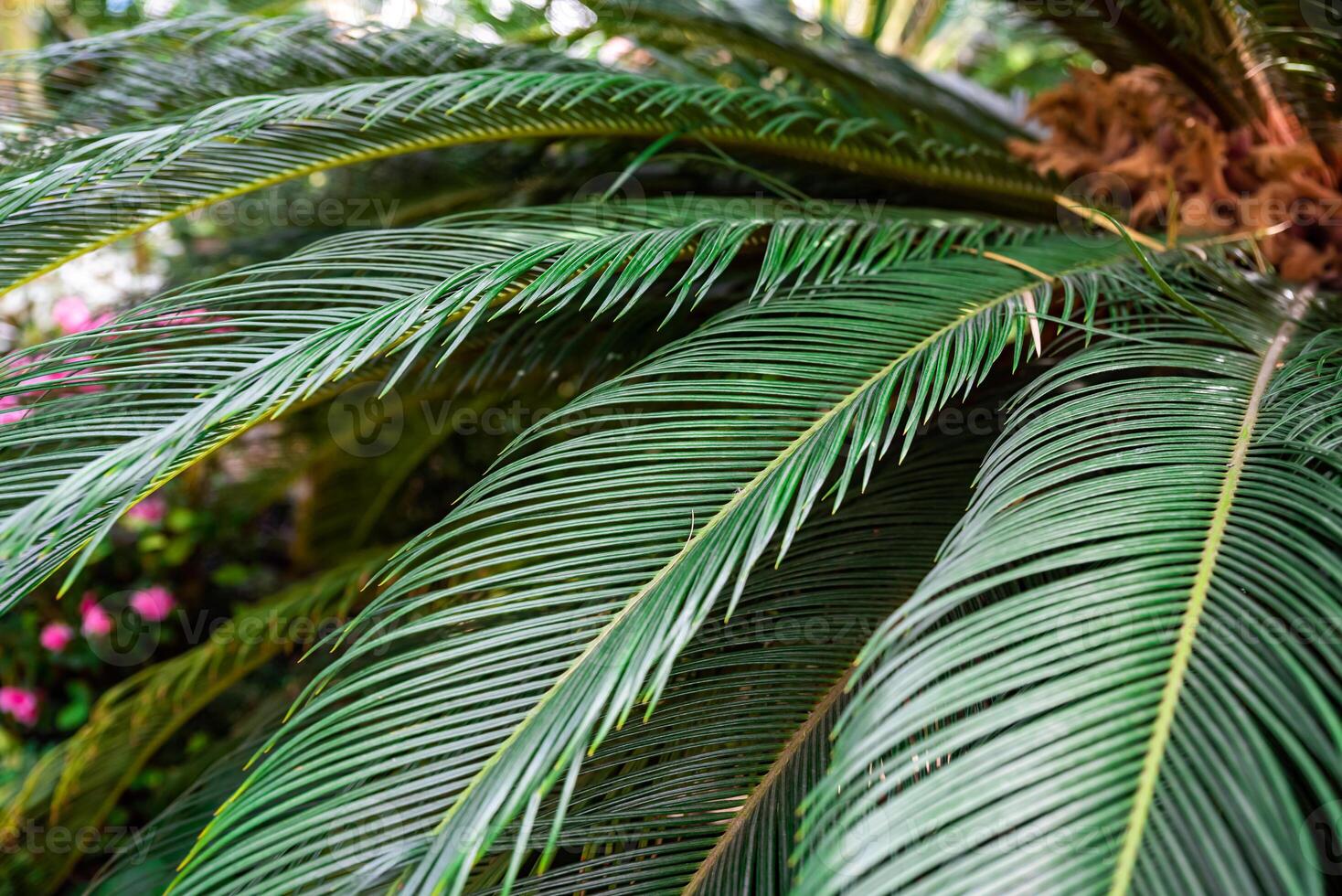 Close-up of Cycas revoluta, known as sago palm, showing detailed green fronds. Belongs to the Cycadaceae family, often used in tropical decor photo