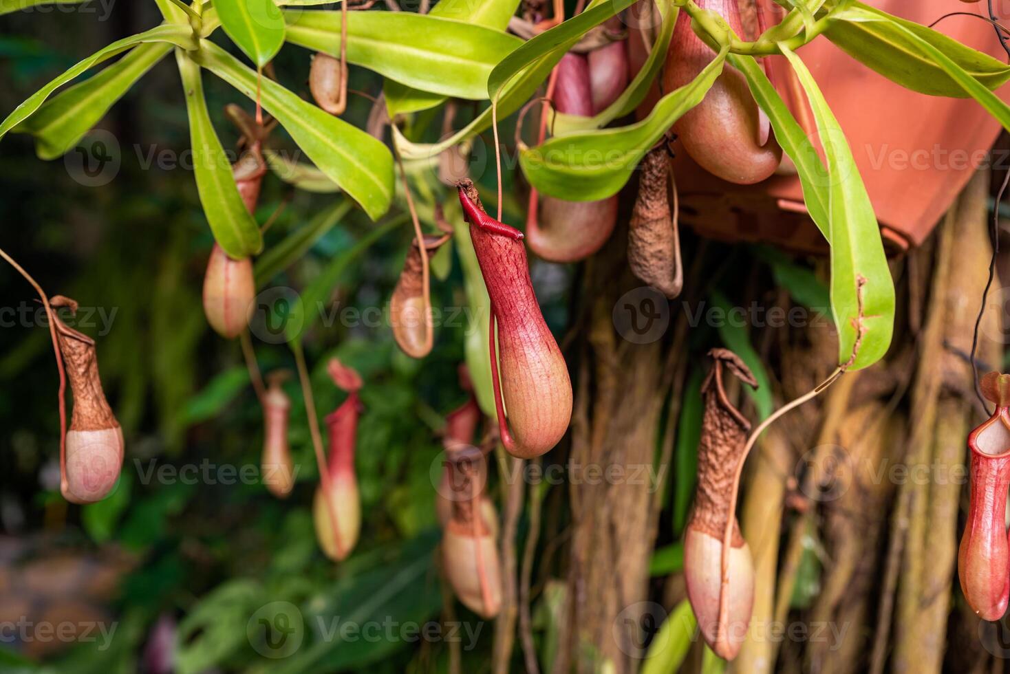 Tropical pitcher plants with red and green traps hanging gracefully, showcasing their carnivorous nature in a lush jungle setting photo