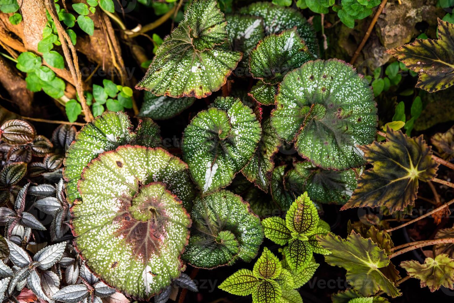 Close-up of Begonia rex leaves with intricate patterns and vibrant shades of green and burgundy. Ornamental foliage plant, top view, perfect for tropical decor photo