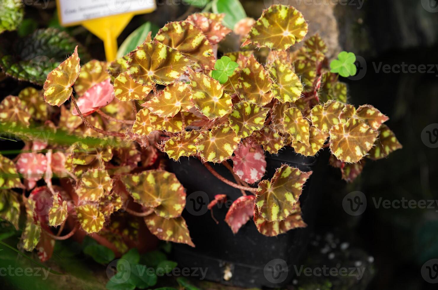 Bauers tiger begonia Begonia bowerae, a plant from the Begoniaceae family, with vibrant, patterned leaves in a decorative pot photo