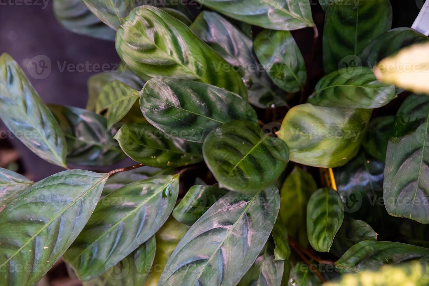 Calathea burle-marxii Dark Form with lush green leaves featuring dark patterns, perfect for tropical gardens and interior design photo