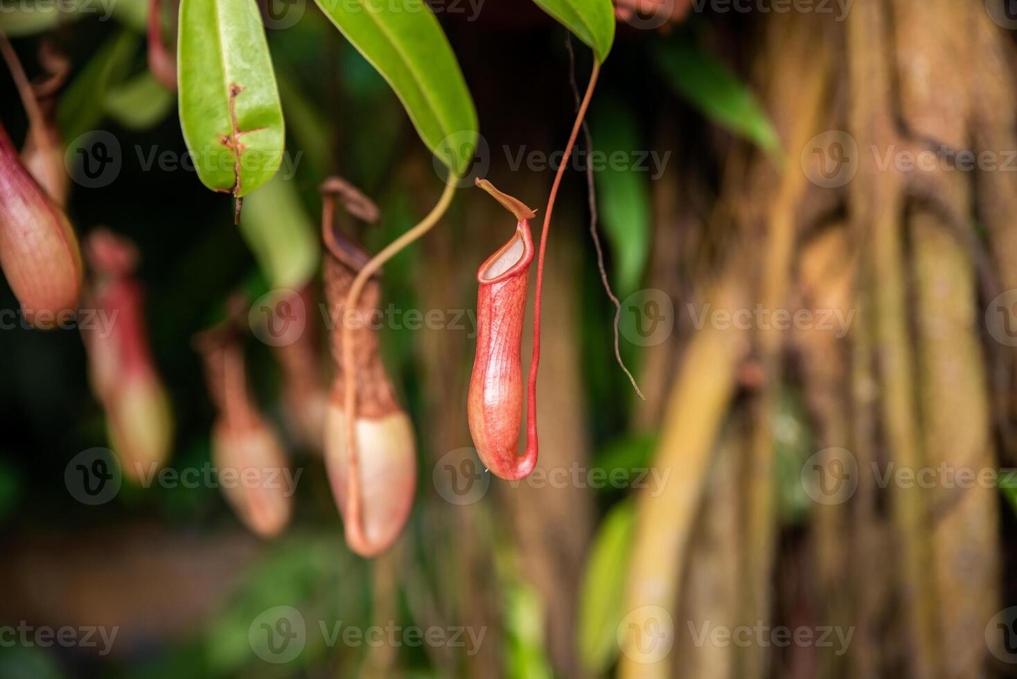 Close-up of vibrant Nepenthes pitchers in a tropical forest, highlighting their striking colors and carnivorous adaptations in nature photo