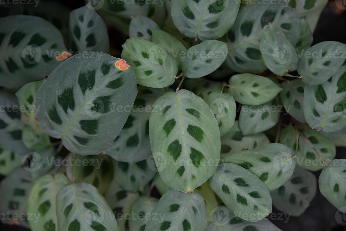 Close-up of Maranta leuconeura var. kerchoveana leaves with soft green hues and dark green spots, creating an eye-catching natural pattern photo