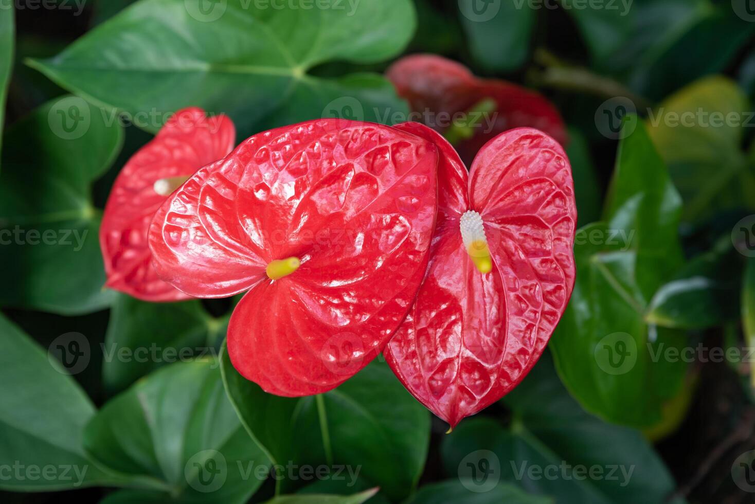 Close up of Anthurium andraeanum flowers in vivid red and white colors, likely varieties Red Obake photo